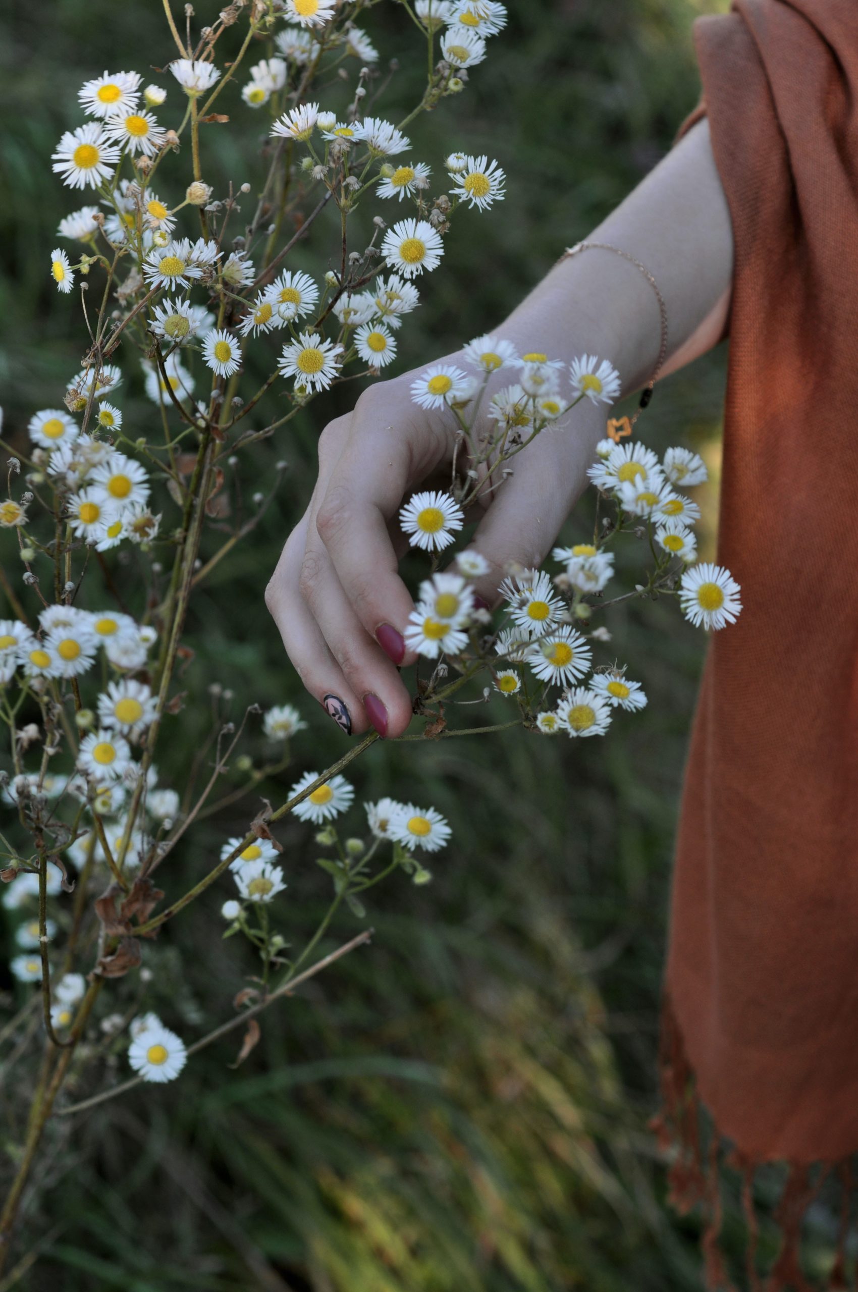person holding white baby's breath flower